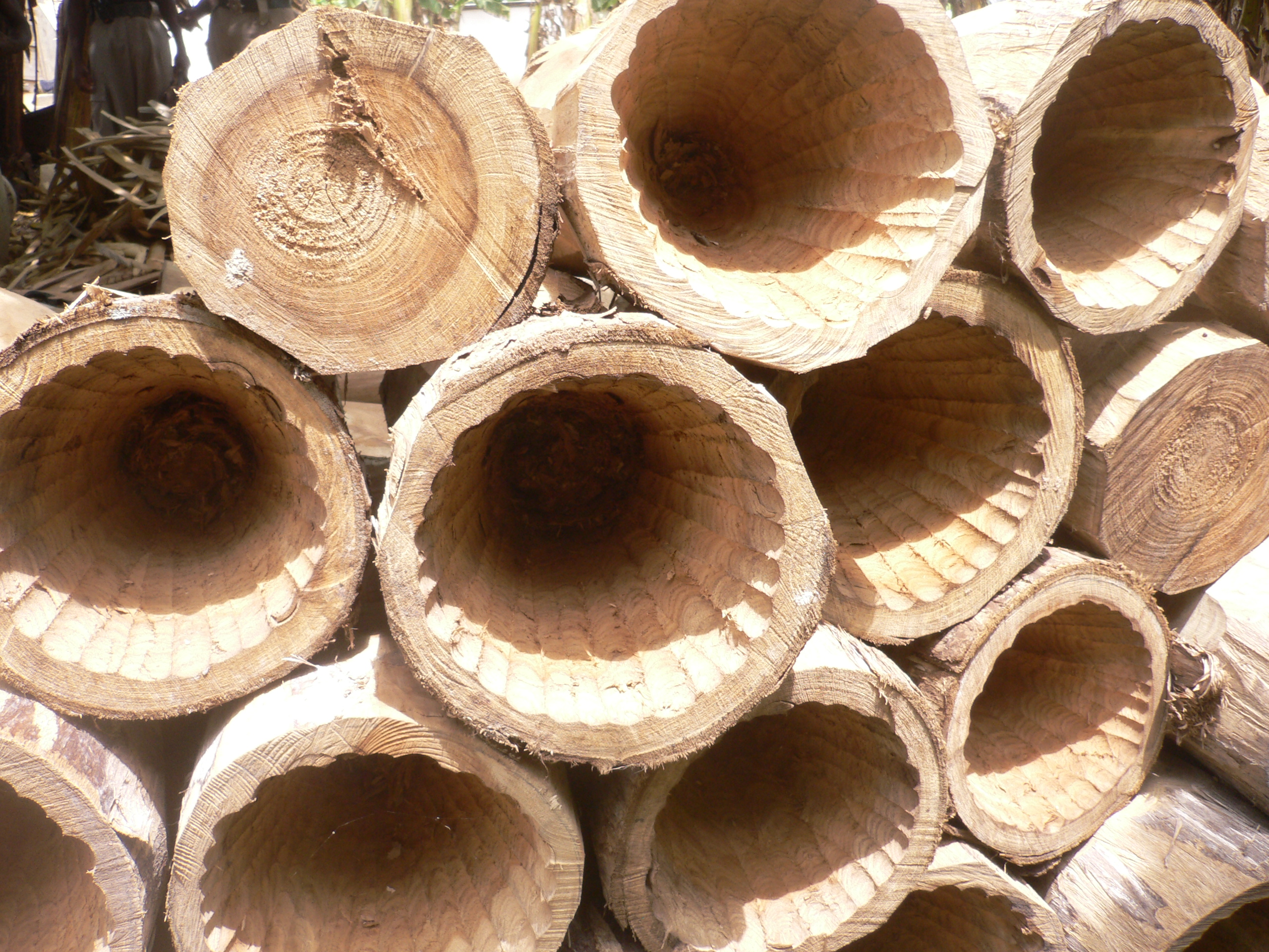 hollowed out trunks to be transformed into drums